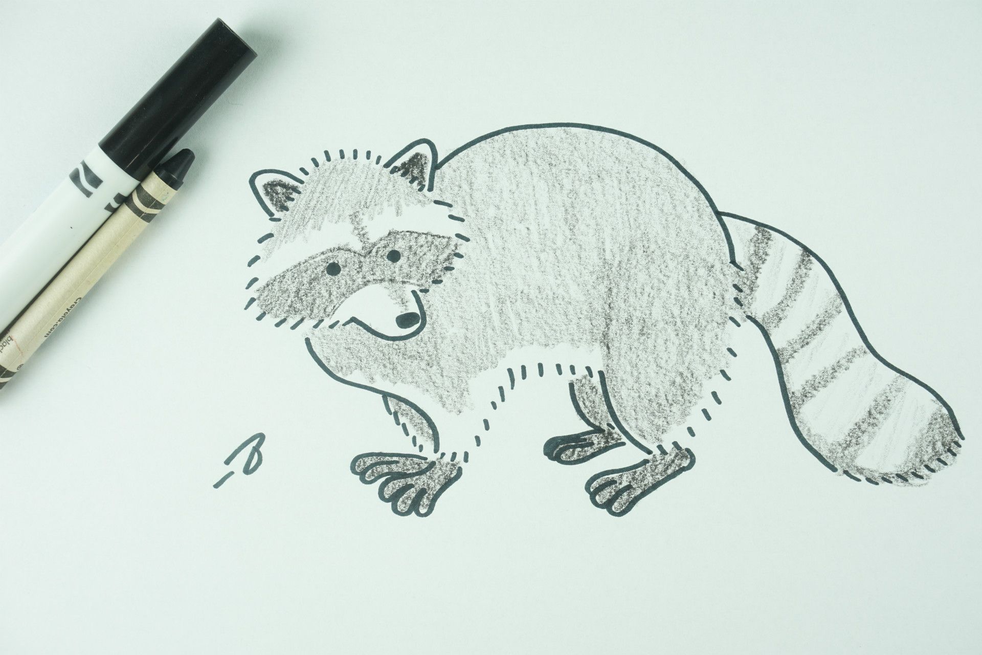  How to Draw A Raccoon 