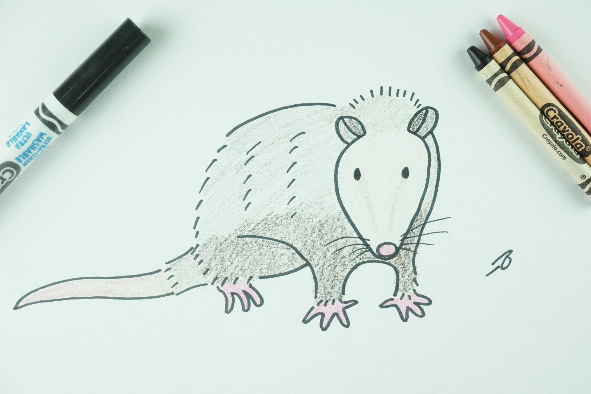 ️ How To Draw A Possum