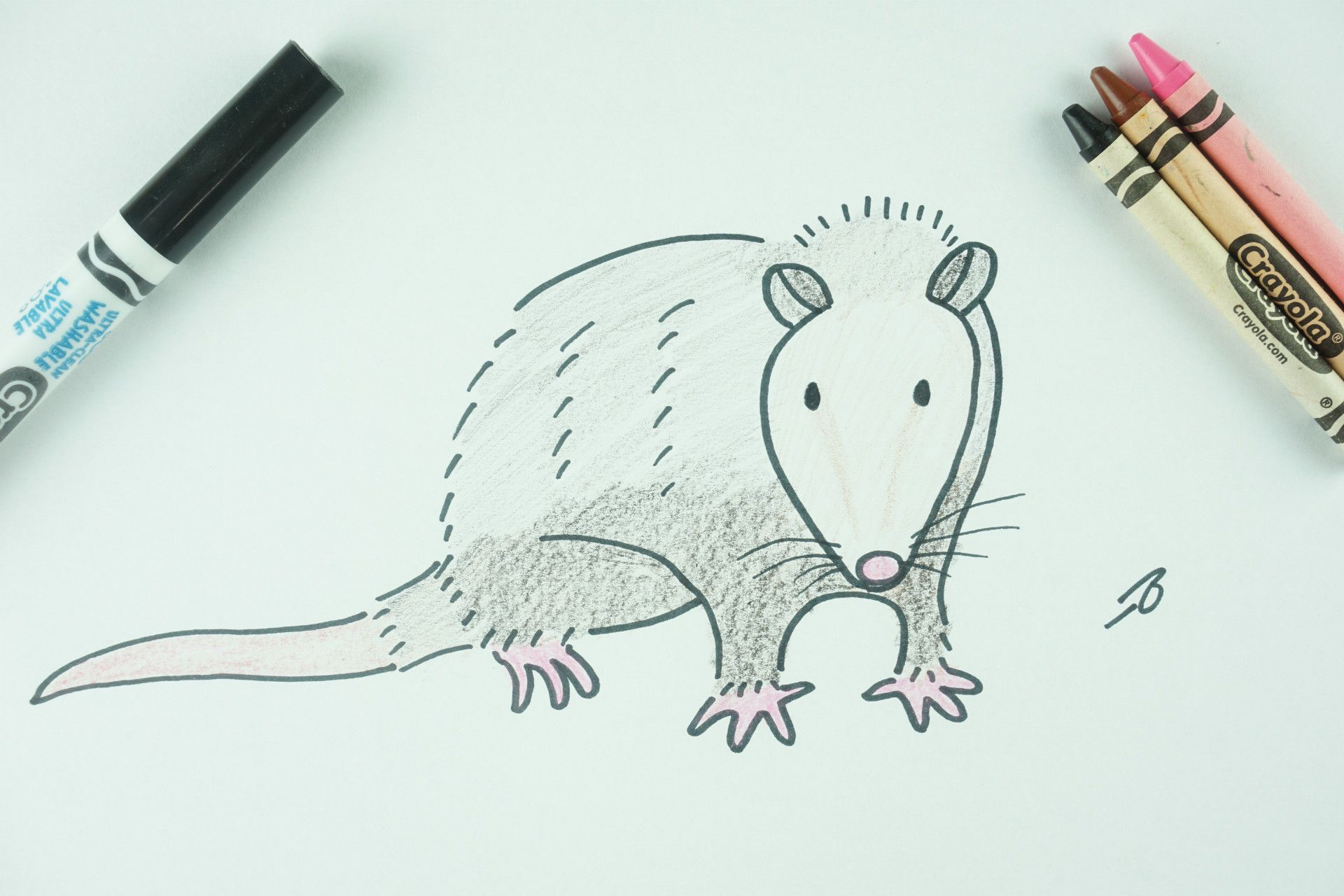 ✒️ How to Draw: A Possum