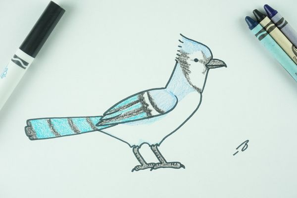✒️ How to Draw: A Blue Jay