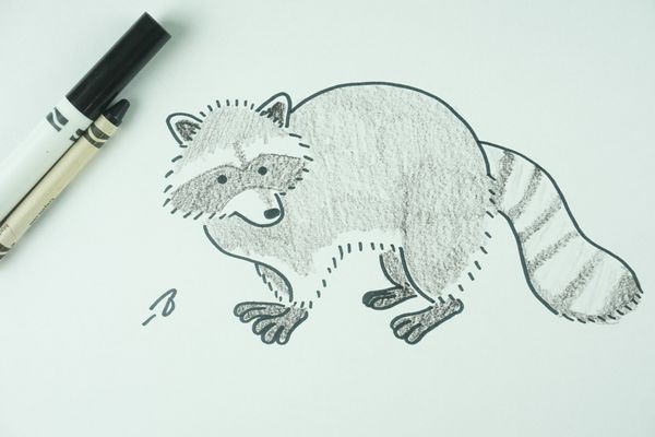 ✒️ How to Draw: A Raccoon