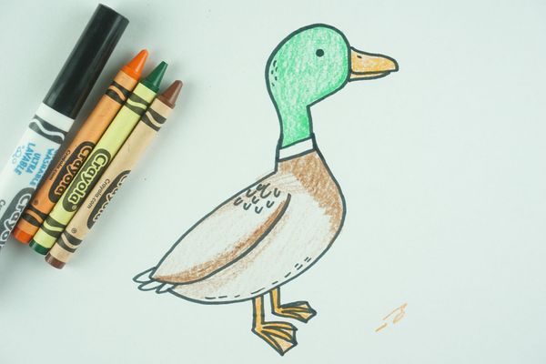 ✒️ How to Draw: A Duck