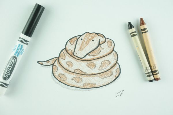 ✒️ How to Draw: A Python
