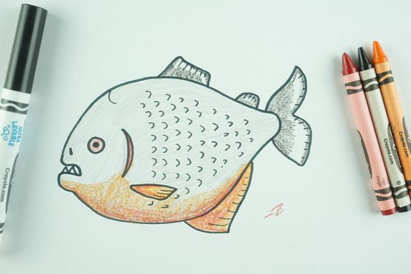 ✒️ How to Draw: A Piranha