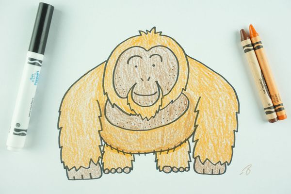 ✒️ How to Draw: An Orangutan